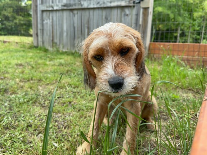雑草を食べる犬