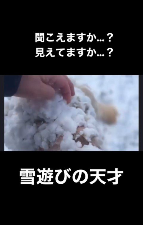 雪まみれのアロちゃん9