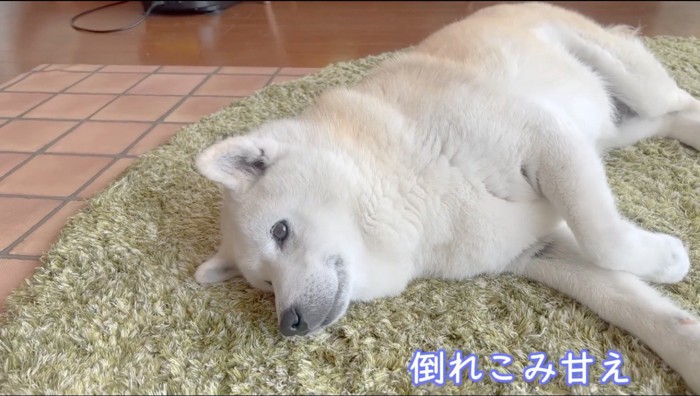 マットに寝そべる犬