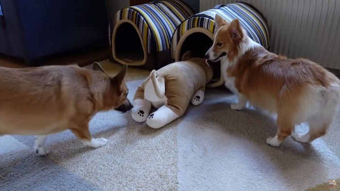 ケージに入るぬいぐるみをかぐ犬2匹