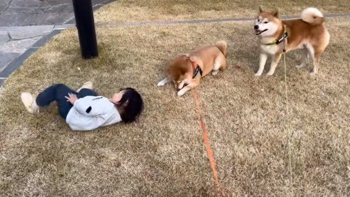 ゴロンするひよりちゃん