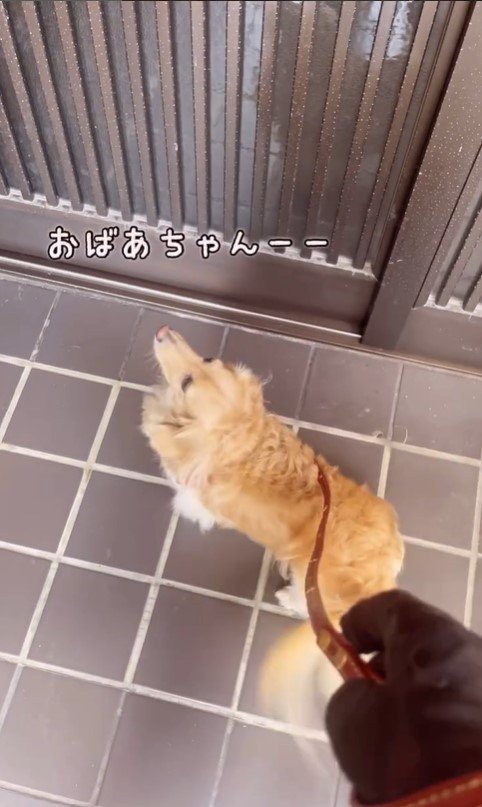 おばあちゃんの家に来たみるくちゃん5