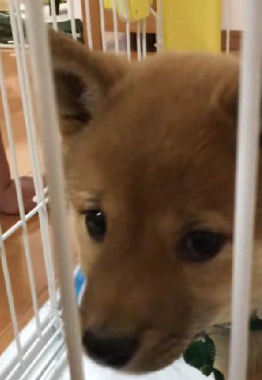 どんなふうに成長した？