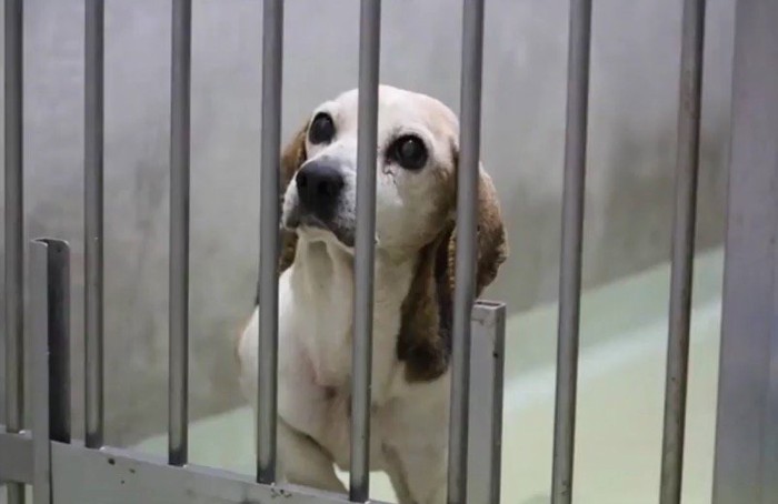 檻の向こうから上を見上げる犬