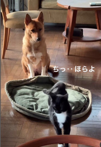 どいてくれたけど…