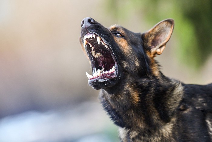 攻撃的な犬