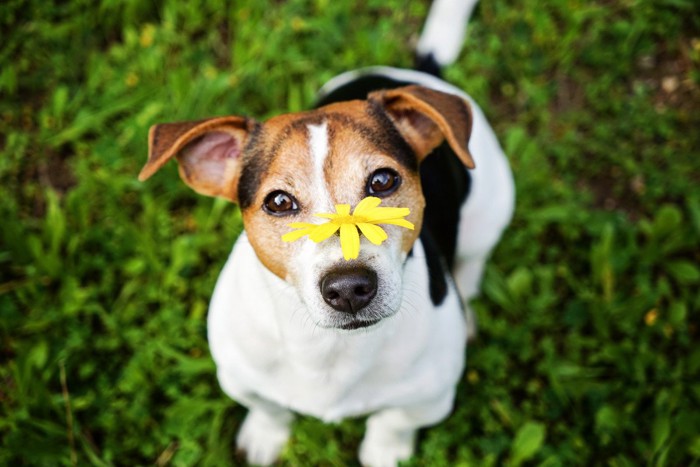 花を乗せた犬