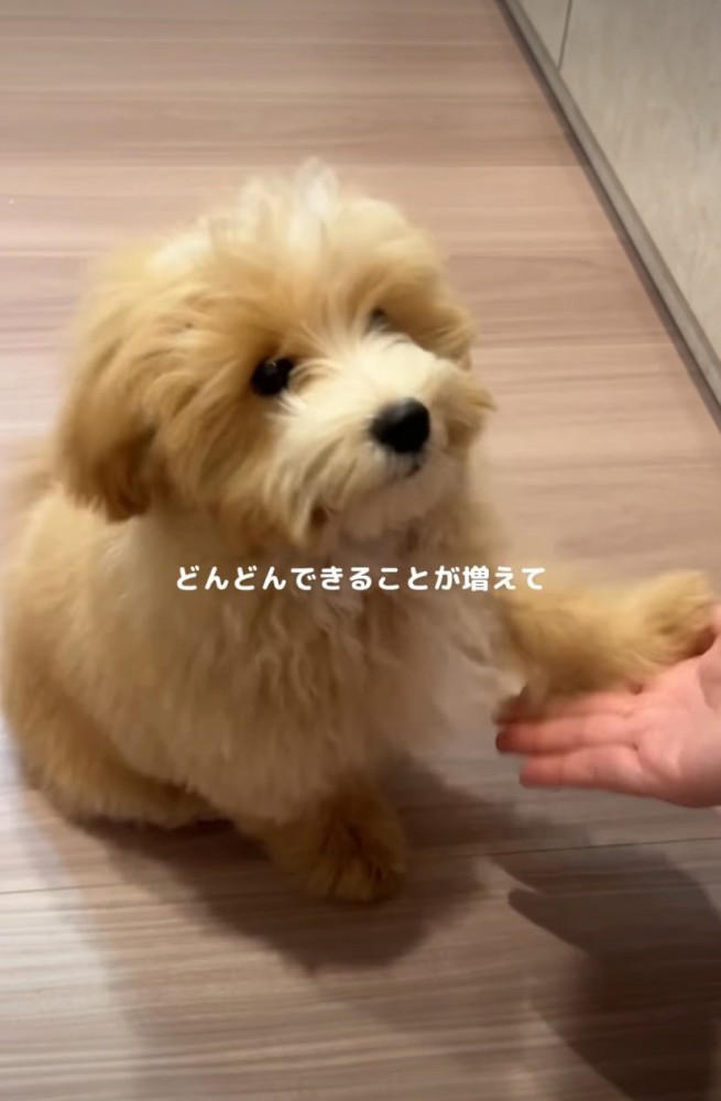 お手する子犬