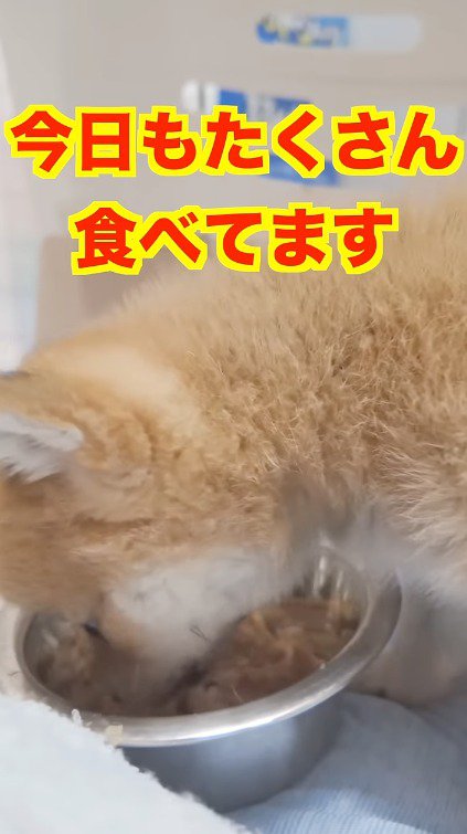 ご飯を食べる子犬