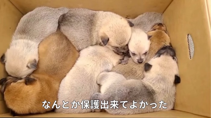 箱に入った子犬たち