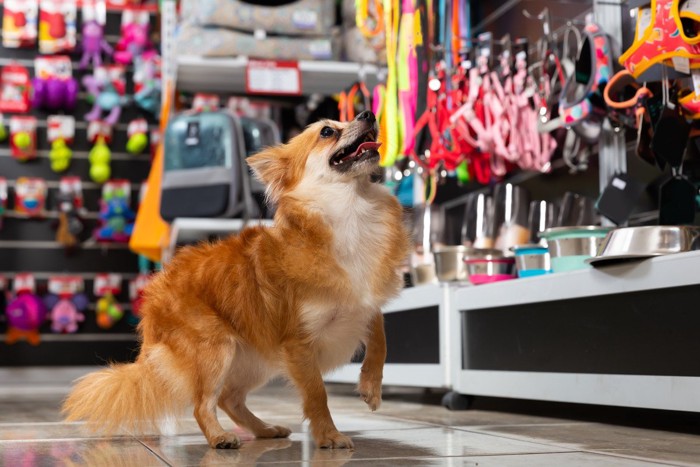 犬用グッズを買いに来た犬