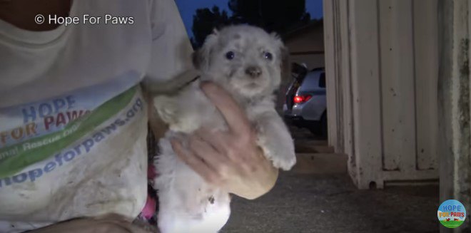 2匹目の子犬