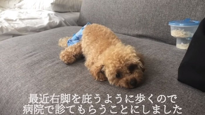 トイプードルのモコちゃん