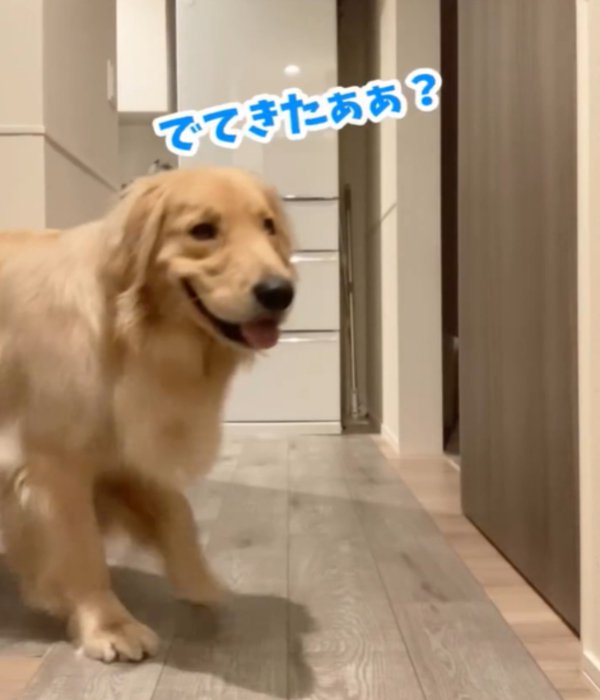 うれしそうな犬