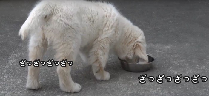 ご飯を食べる犬