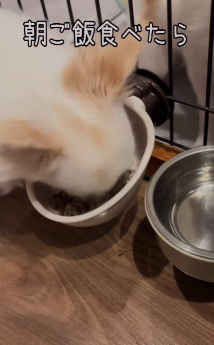 ご飯をモリモリ食べたら…
