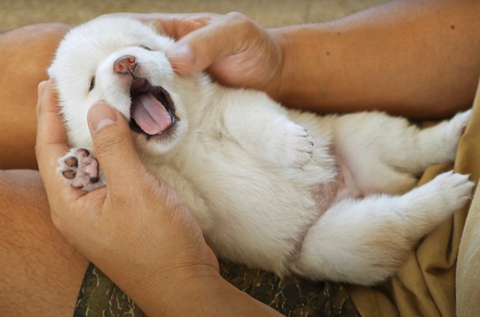 あくびする子犬