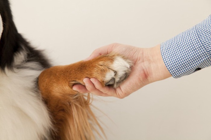 犬の手と人の手