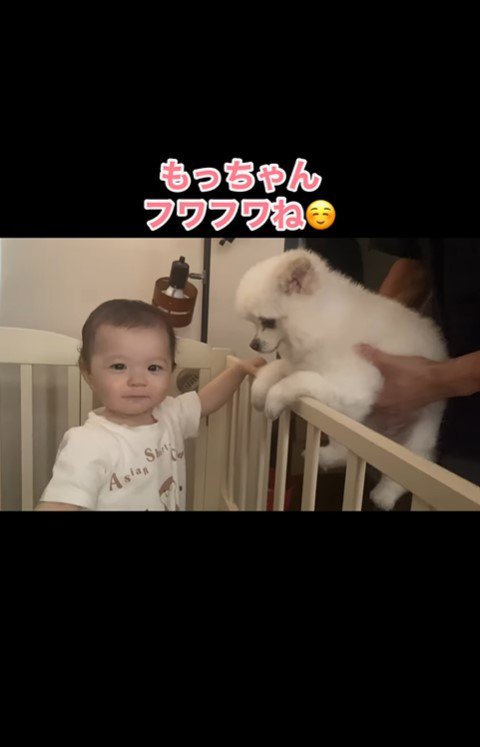 モチちゃんを撫でる赤ちゃん9