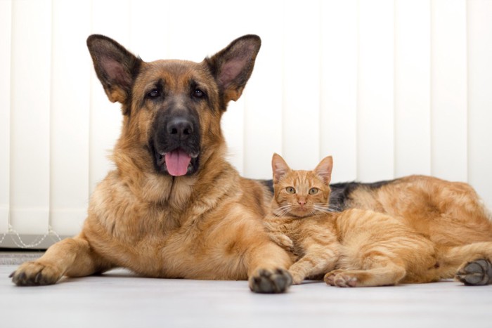 ジャーマンシェパードと犬