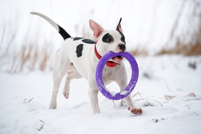 おもちゃをくわえて雪の中を走る犬