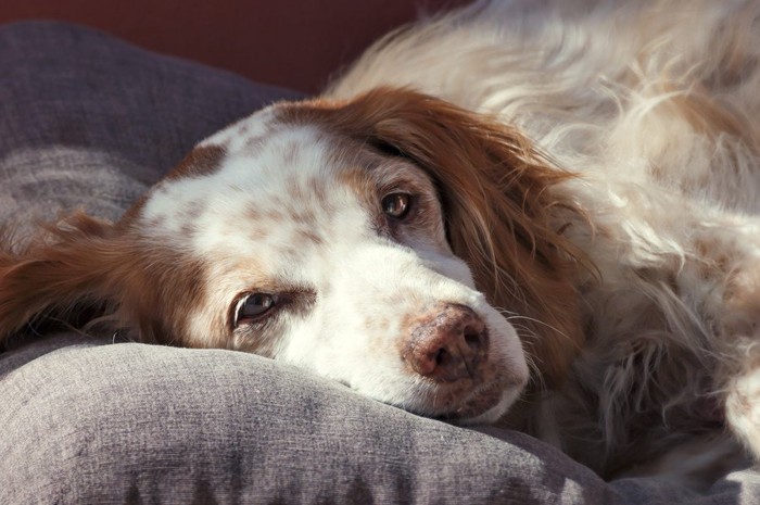 苦しそうな犬