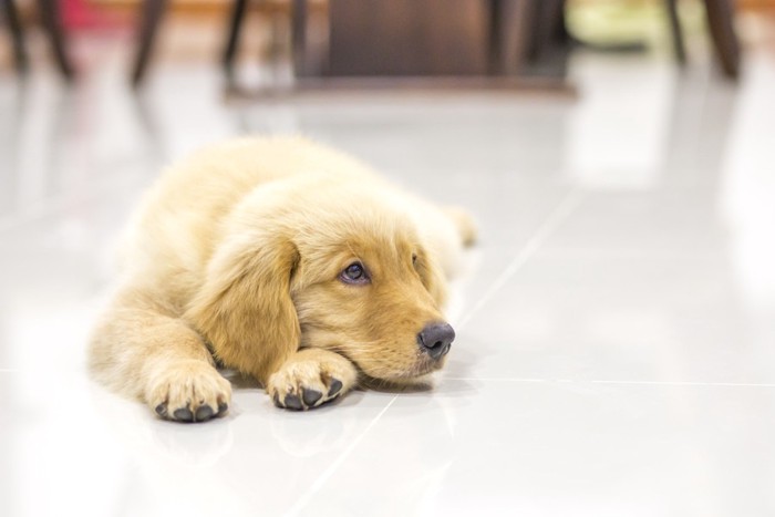 床でくつろぐ犬