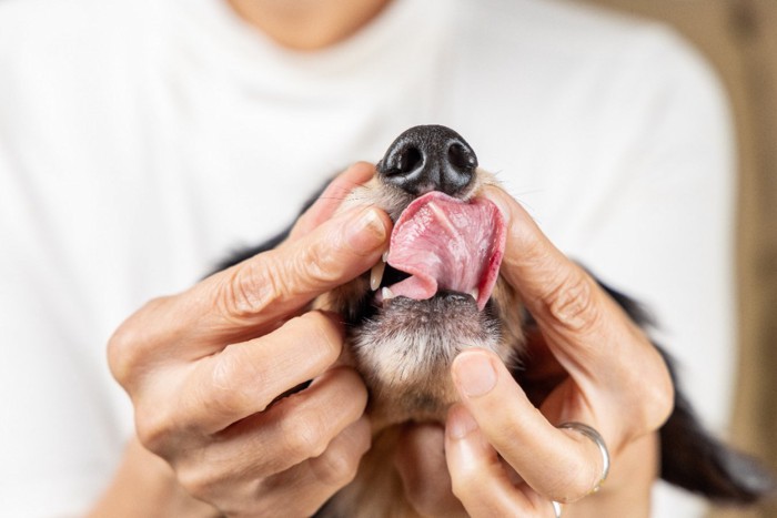 ほっぺを引っ張られて嫌がる犬