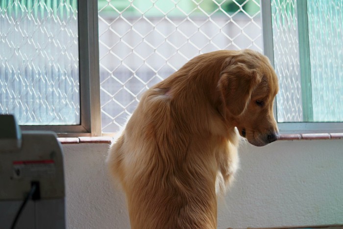 窓に手をかけしょんぼりする犬