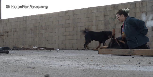 リラックスした母犬