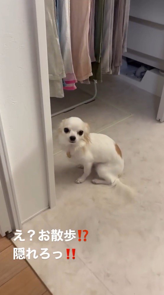 「お散歩」と聞いて、部屋の隅でうずくまる白い犬