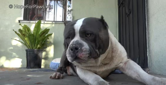 住宅の玄関前にいる犬