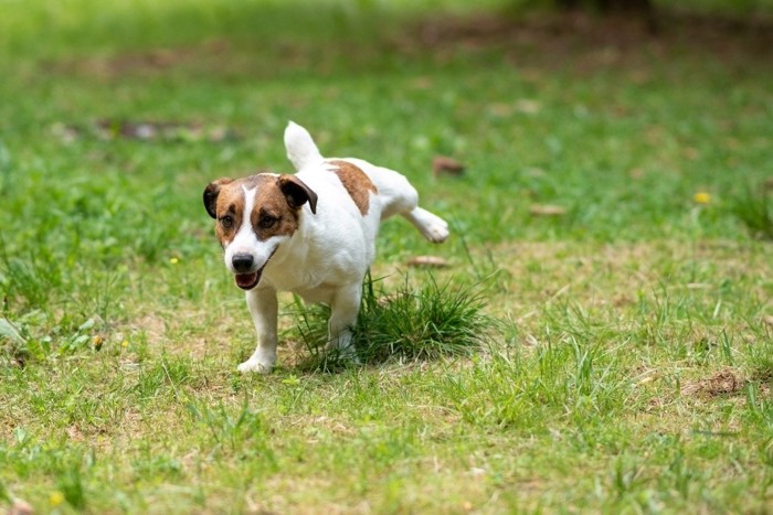 原っぱで足をあげる犬