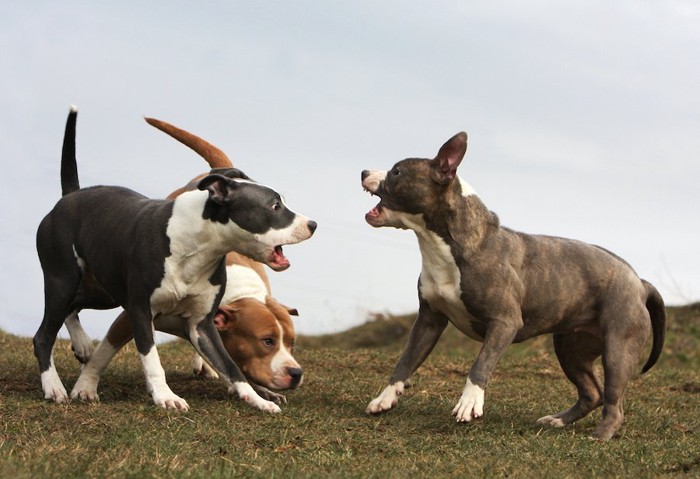 大きく口を開けて喧嘩をする3匹の犬