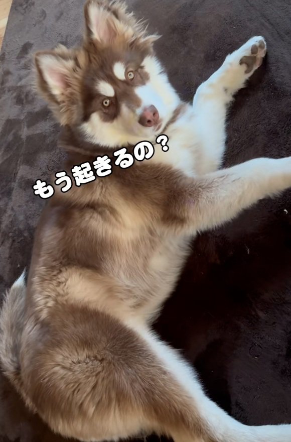 不満そうな琥珀くん