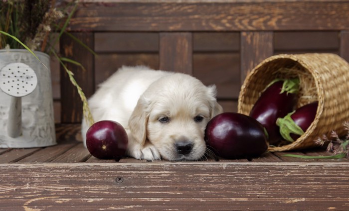 ナスのそばで悲しげな表情のまま伏せている子犬