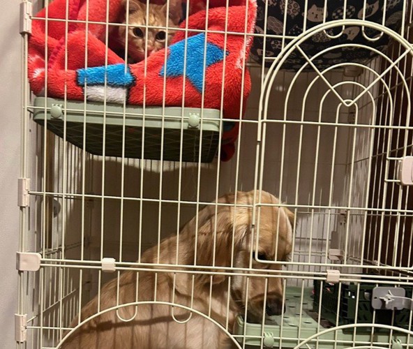 肩を落とすクラリスちゃん