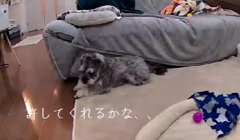 「どうしよ…」