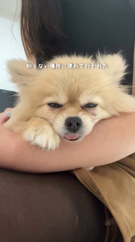 女性に撫でられて目を細める犬