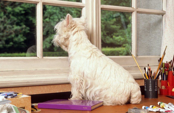 窓の外を見る白い犬の後ろ姿