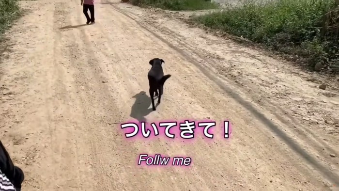 「ついてきて！」