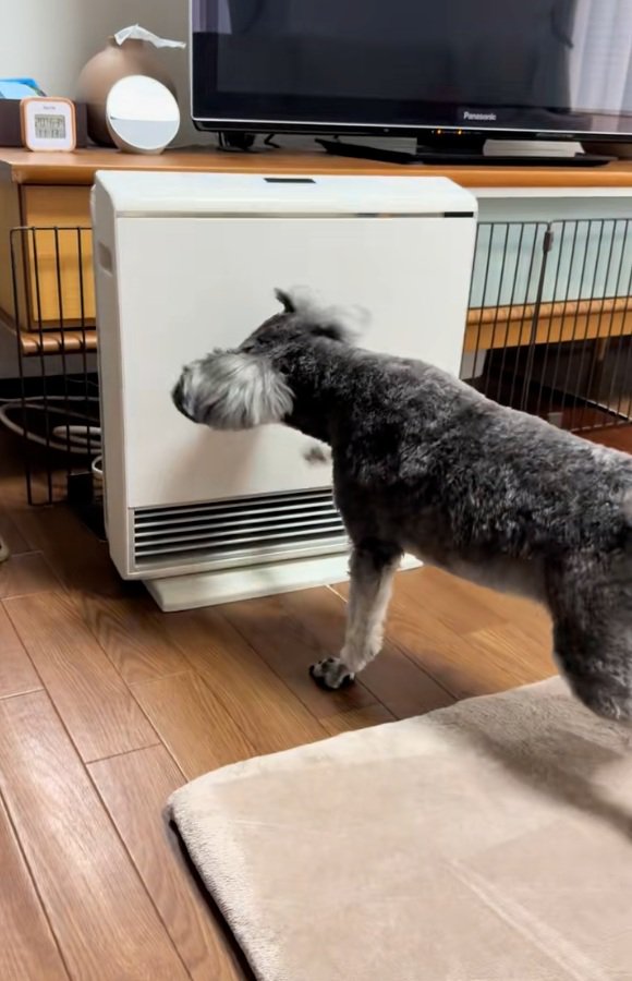 ヒーターに怒るジュディちゃん