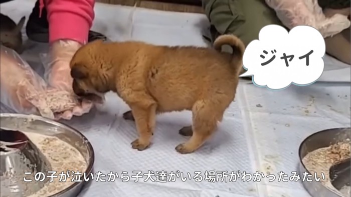 ご飯を食べるジャイくん