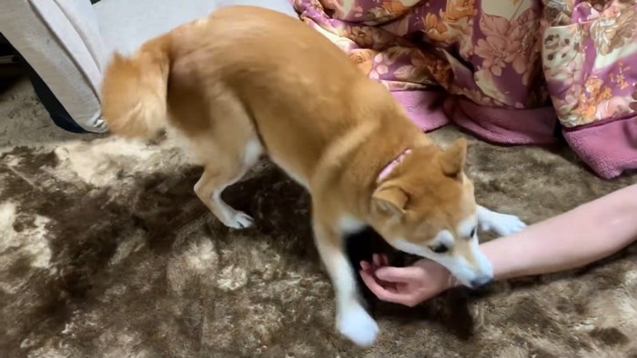 まだまだ大暴れ♪