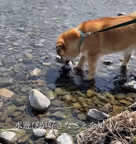 川に入る犬