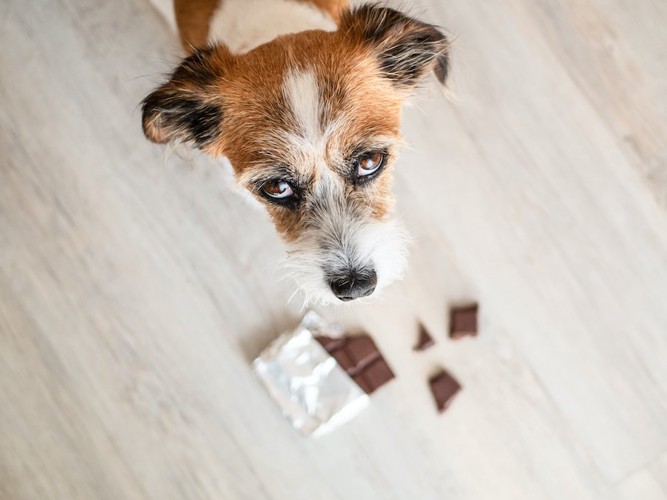 上目遣いで見上げる犬と床に置かれたチョコレート