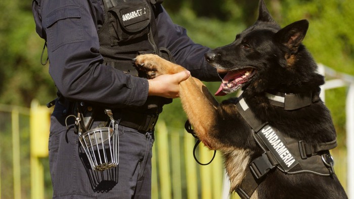 パートナーにじゃれる警察犬