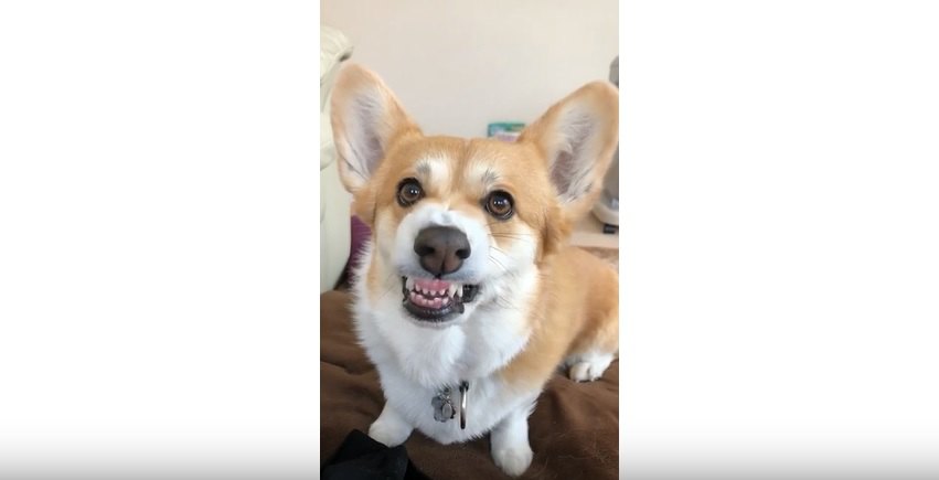 corgi2