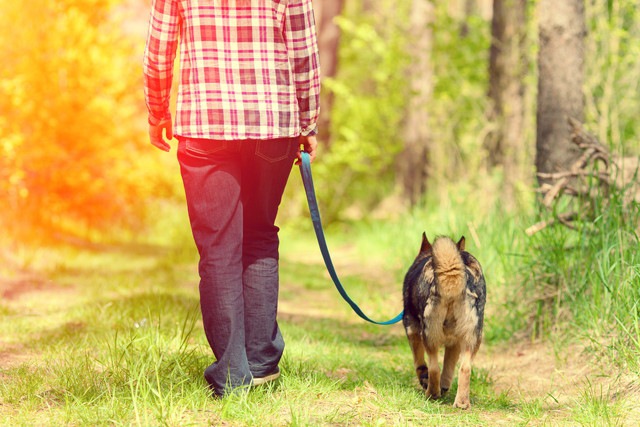 散歩している犬