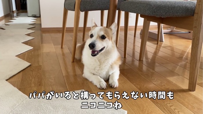 テーブルの下で伏せる犬